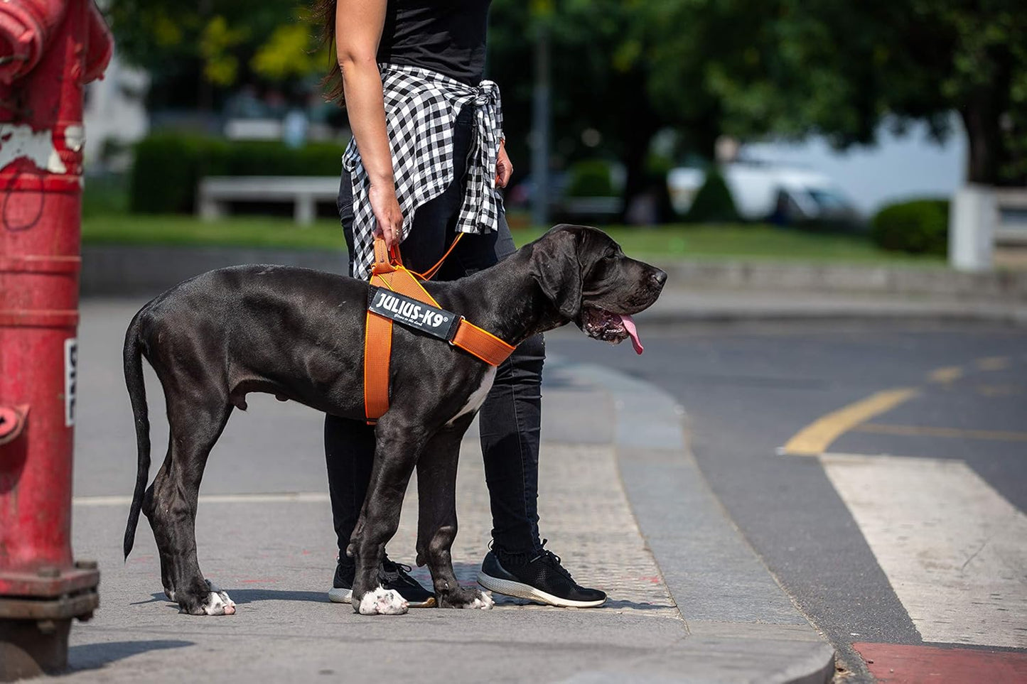 IDC Color & Gray - Beltgeschirr für Hunde, orange-grau / 2XL / Grösse 3