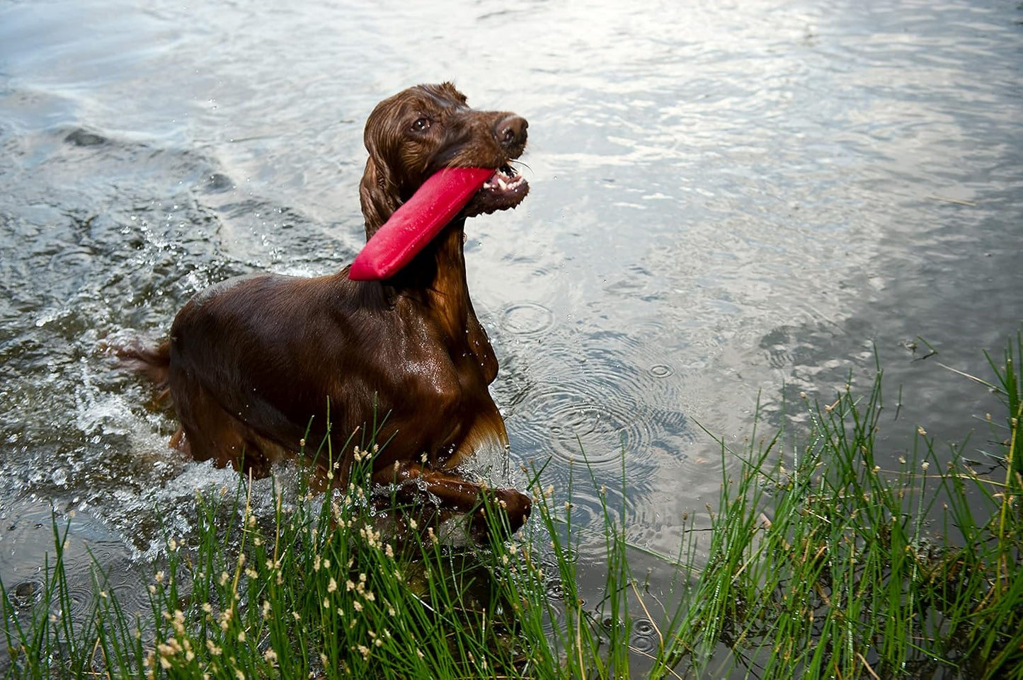 4-teiliges Hundespielzeug Beisswurst-Set für Apportieren, Agility-Training, Tauziehen, Set 4 Stück: 27 x 6 cm Mehrfarbig