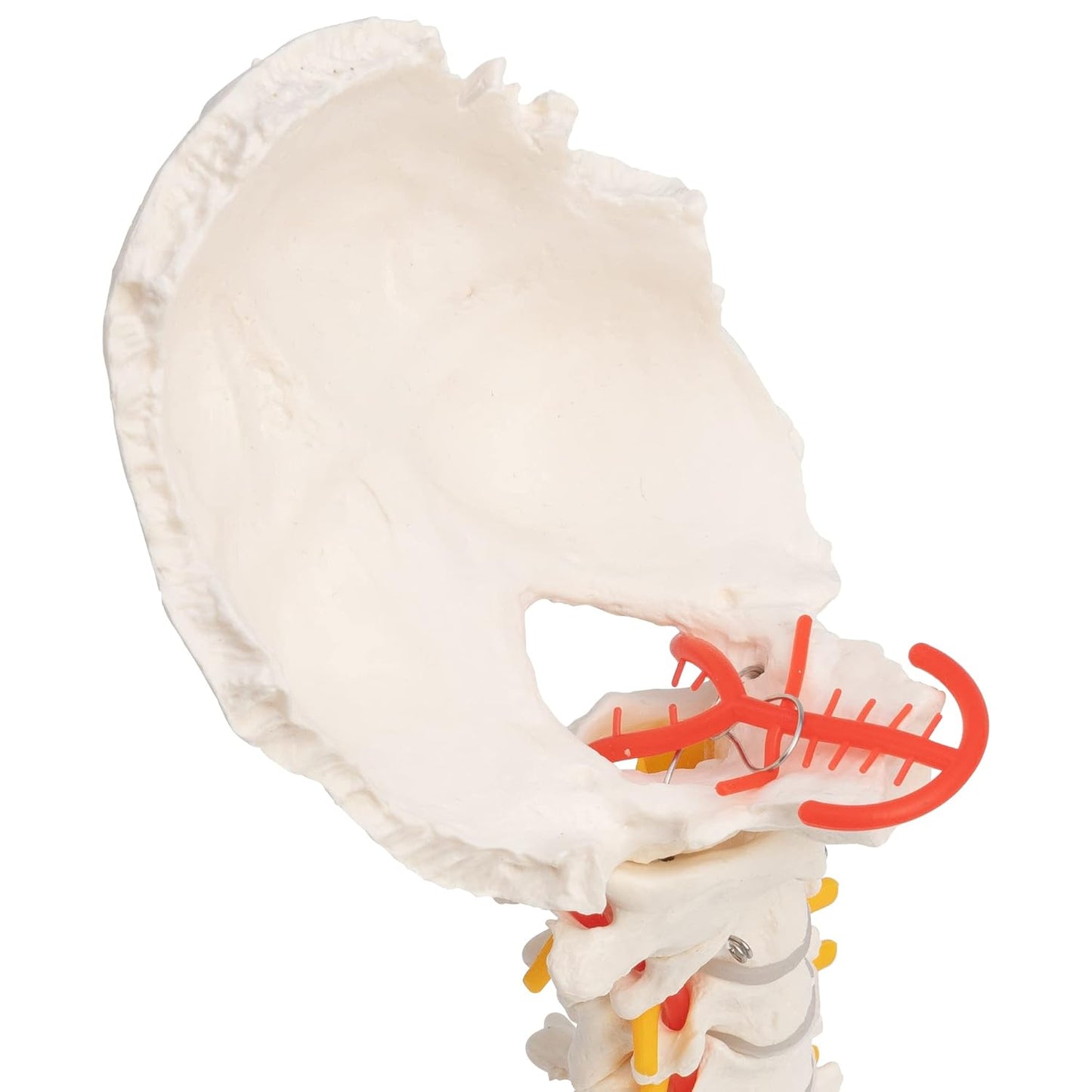 Halswirbelsäule Modell mit Spinalnerven und Arterien, Hals