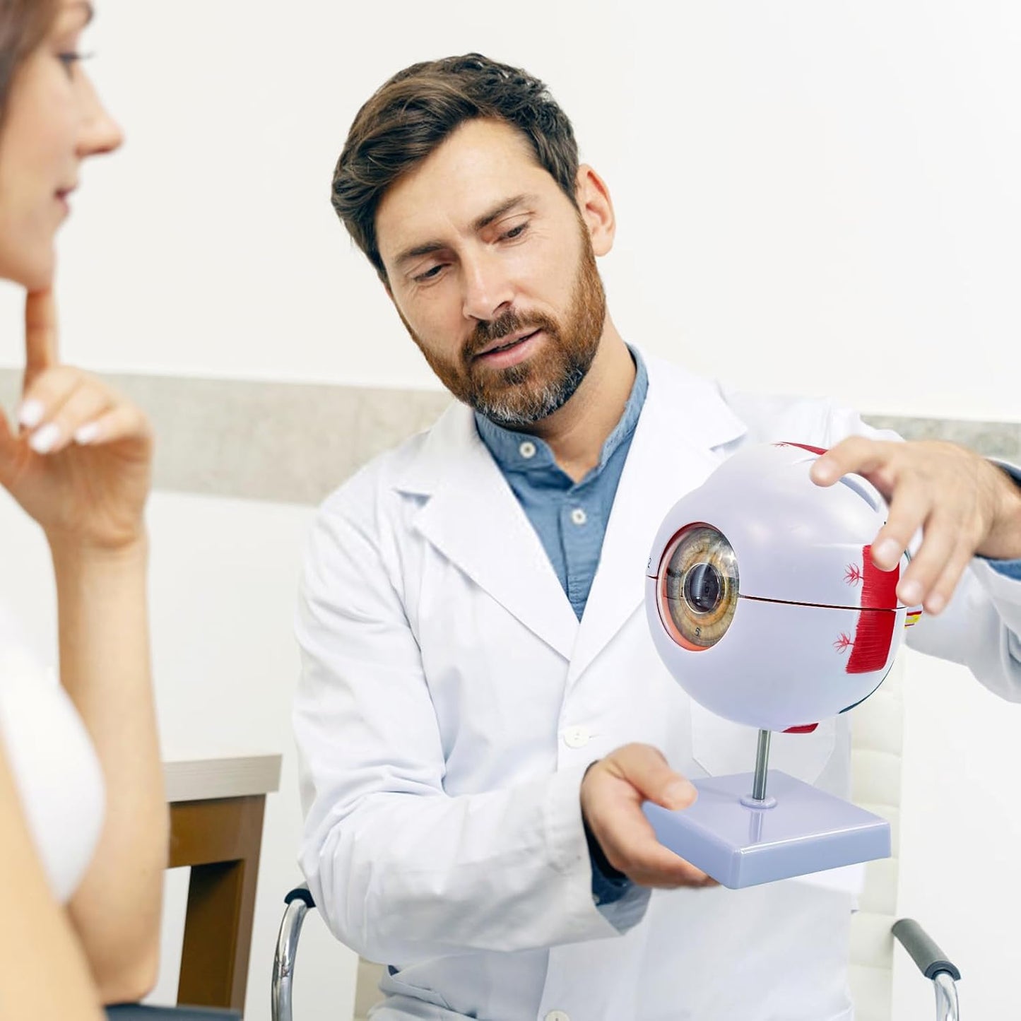 Zerlegbares Anatomiemodell menschliches Auge, Augen Modell