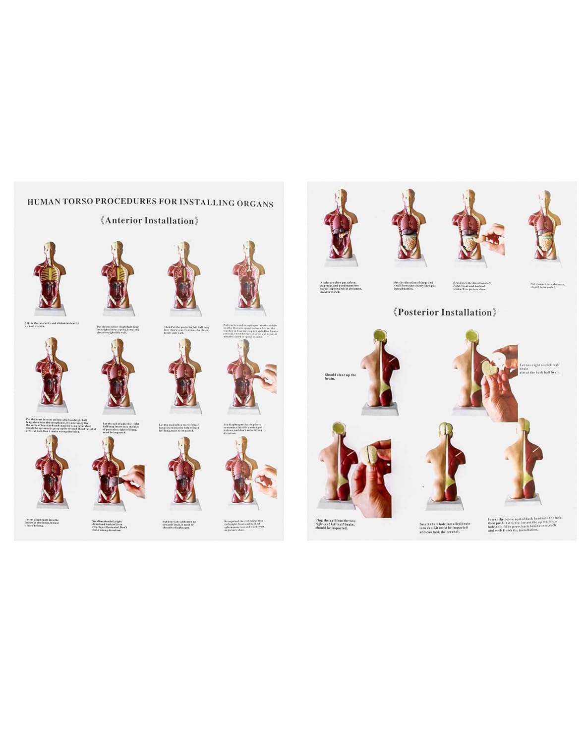 15-teiliges Anatomie Modell-Set mit herausnehmbaren Organen