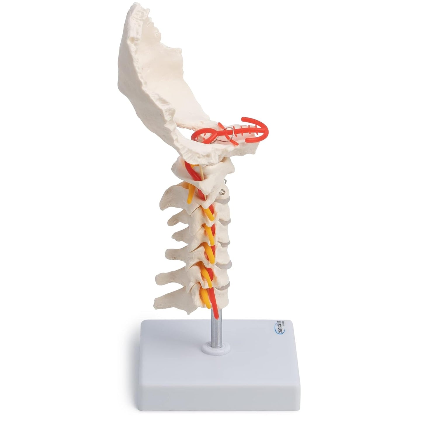 Halswirbelsäule Modell mit Spinalnerven und Arterien, Hals