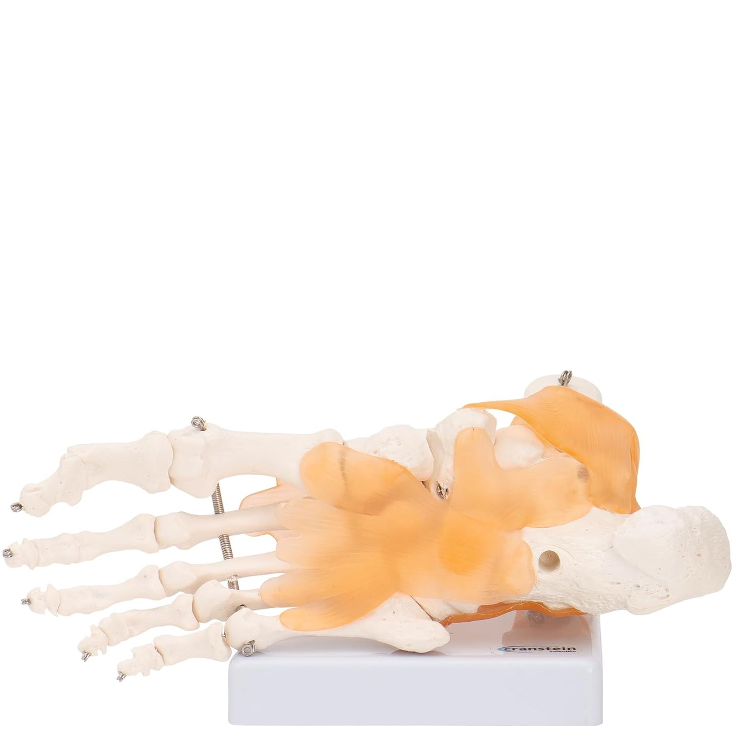 Lebensgrosses Fussskelett mit Schien- und Wadenbeinansatz, Mit Ligamenten