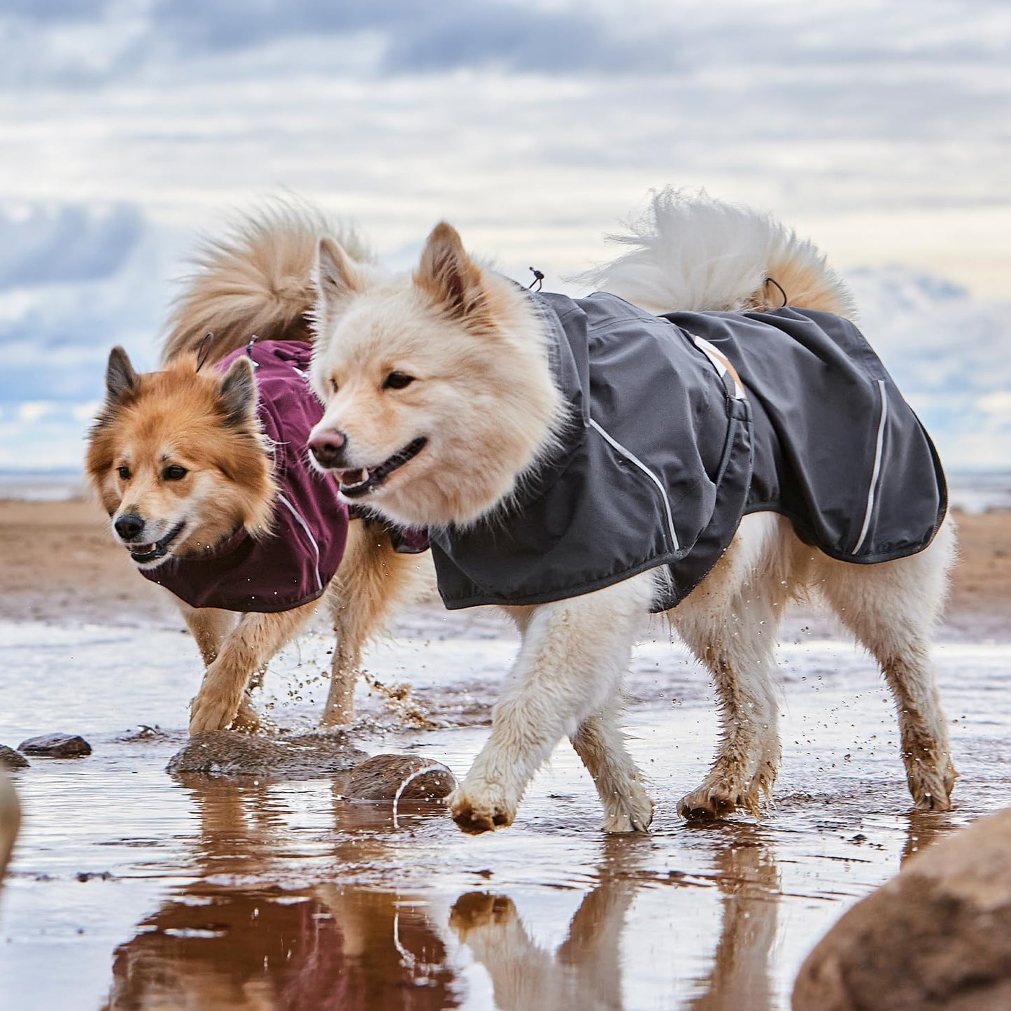 Hundemantel ECO Regenjacke (Modell 35), 35 Eggplant