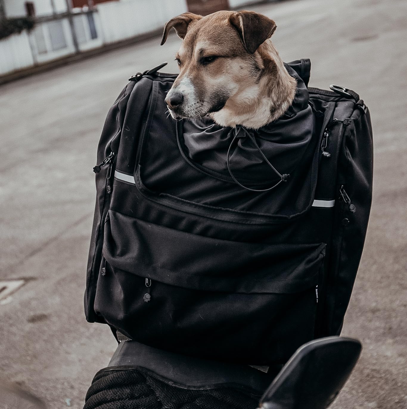 Wasserdichte Motorradtasche für Haustiere, 11-20 kg, L (11-20 kg)