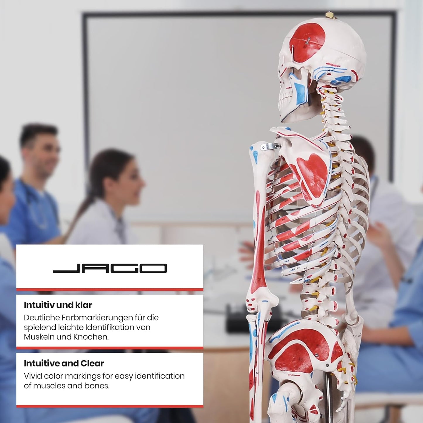 Anatomie Skelett mit Muskelbemalung