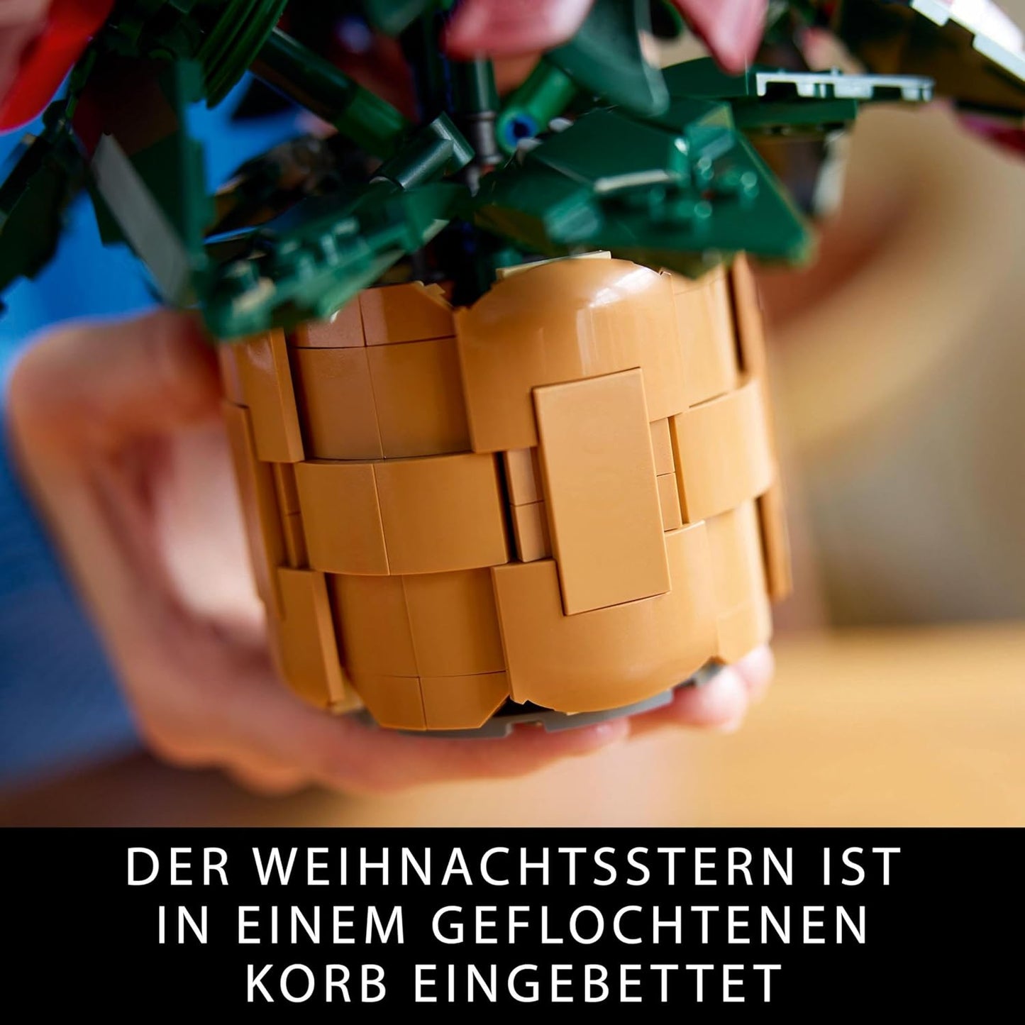 Weihnachtsstern