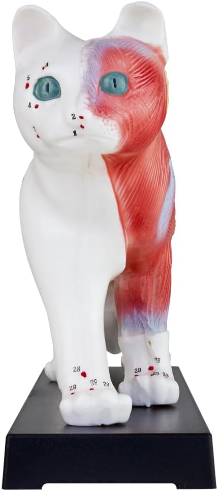 Akupunktur Anatomie Katzenmodell für TCM, Katze