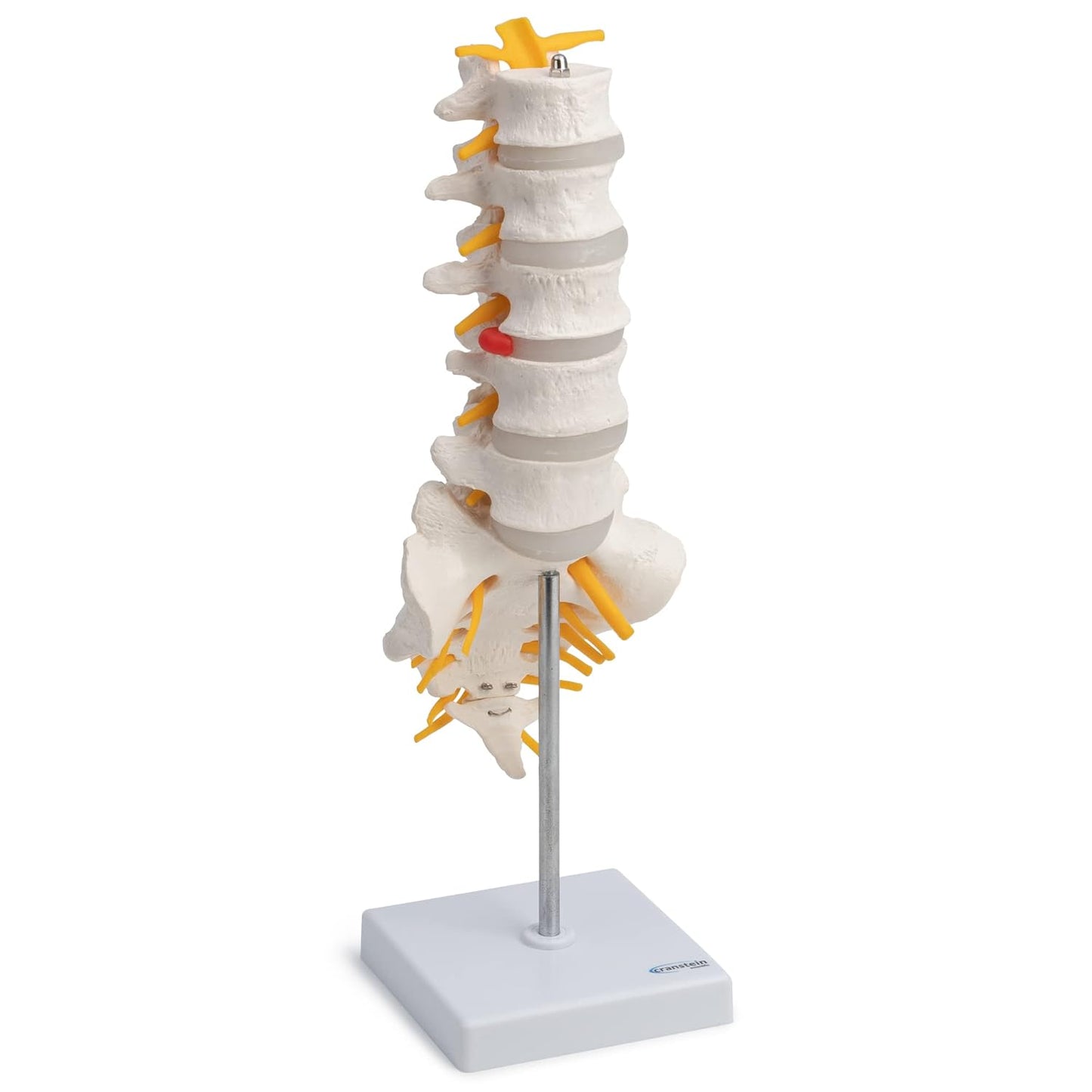 Anatomiemodell Lendenwirbelsäule A-319, Lende