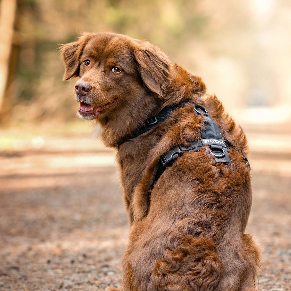 Verstellbares Hundegeschirr, gepolstert, Schwarz L