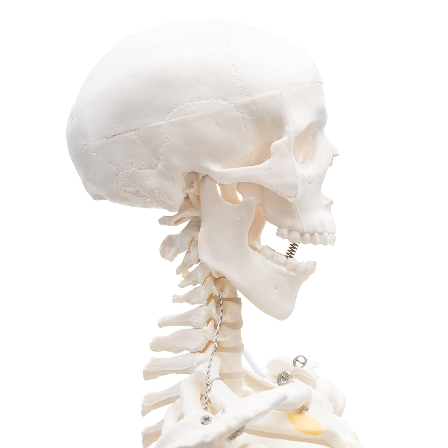 A-117 Mini-Skelett, anatomisch