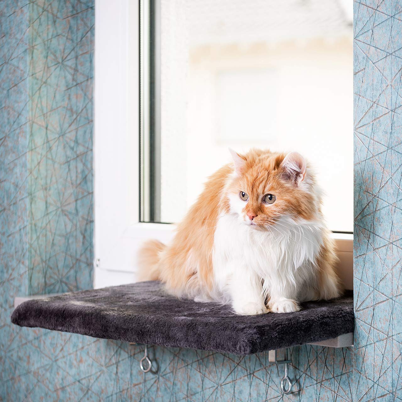 Katzen Fensterliege