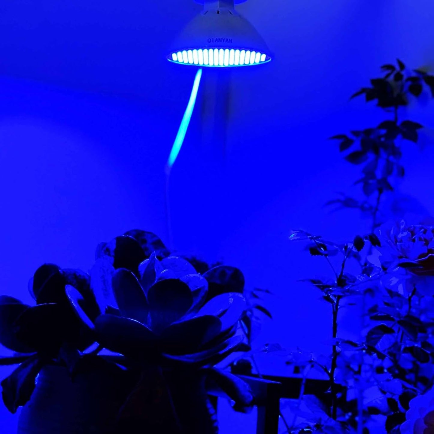 LED-Pflanzenlampe, 【blau】