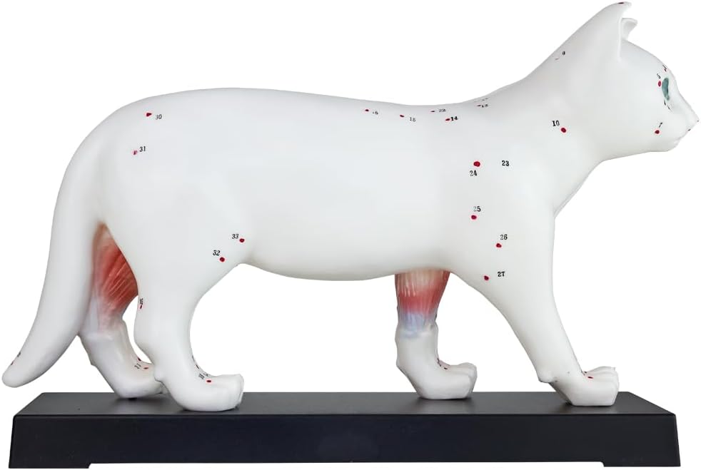 Akupunktur Anatomie Katzenmodell für TCM, Katze