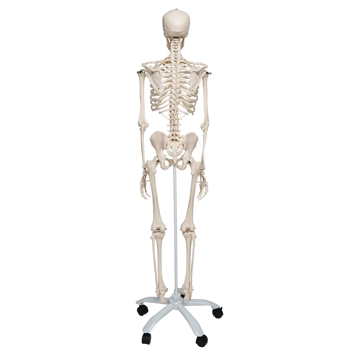 Anatomie Skelettmodell mit Metallstativ (5 Rollen), Metallstativ mit 5 Rollen