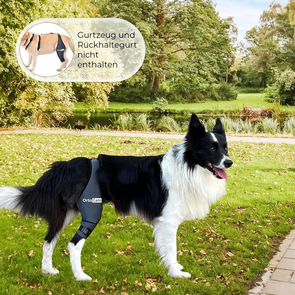 Kniebandage für Hunde bei Bänderverletzungen XX-Large, Rechtes Bein XX-Large (42 – 47 cm)