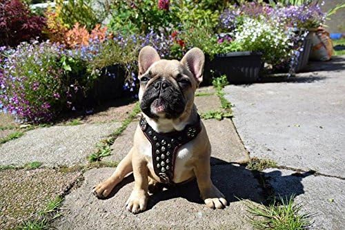 Brustgeschirr Rocky, verstellbar, M- für einen Brustumfang von 50 cm bis 75 cm Schwarz / Schwarz