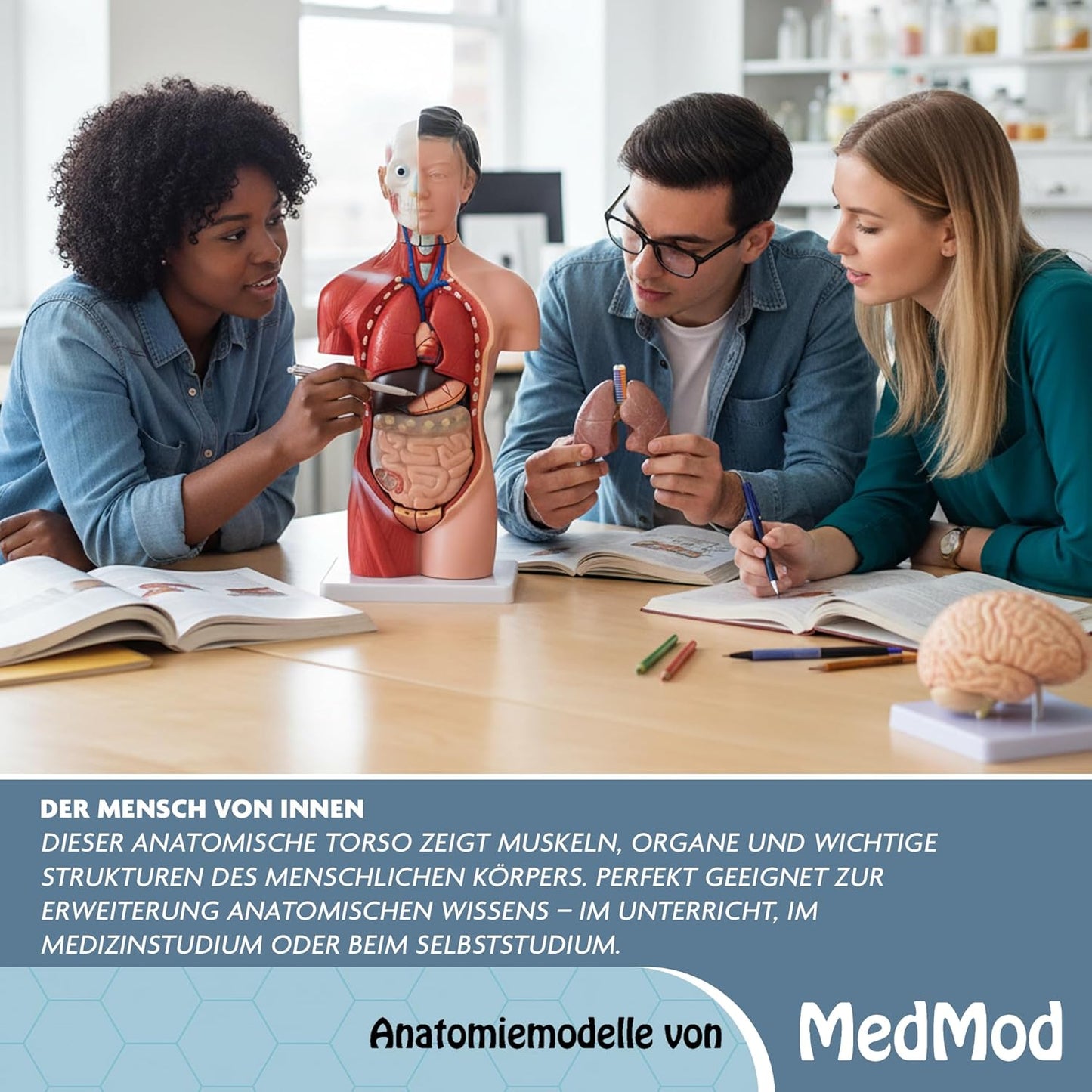 Anatomiemodell weiblicher Torso mit entnehmbaren Organen, Hautfarben
