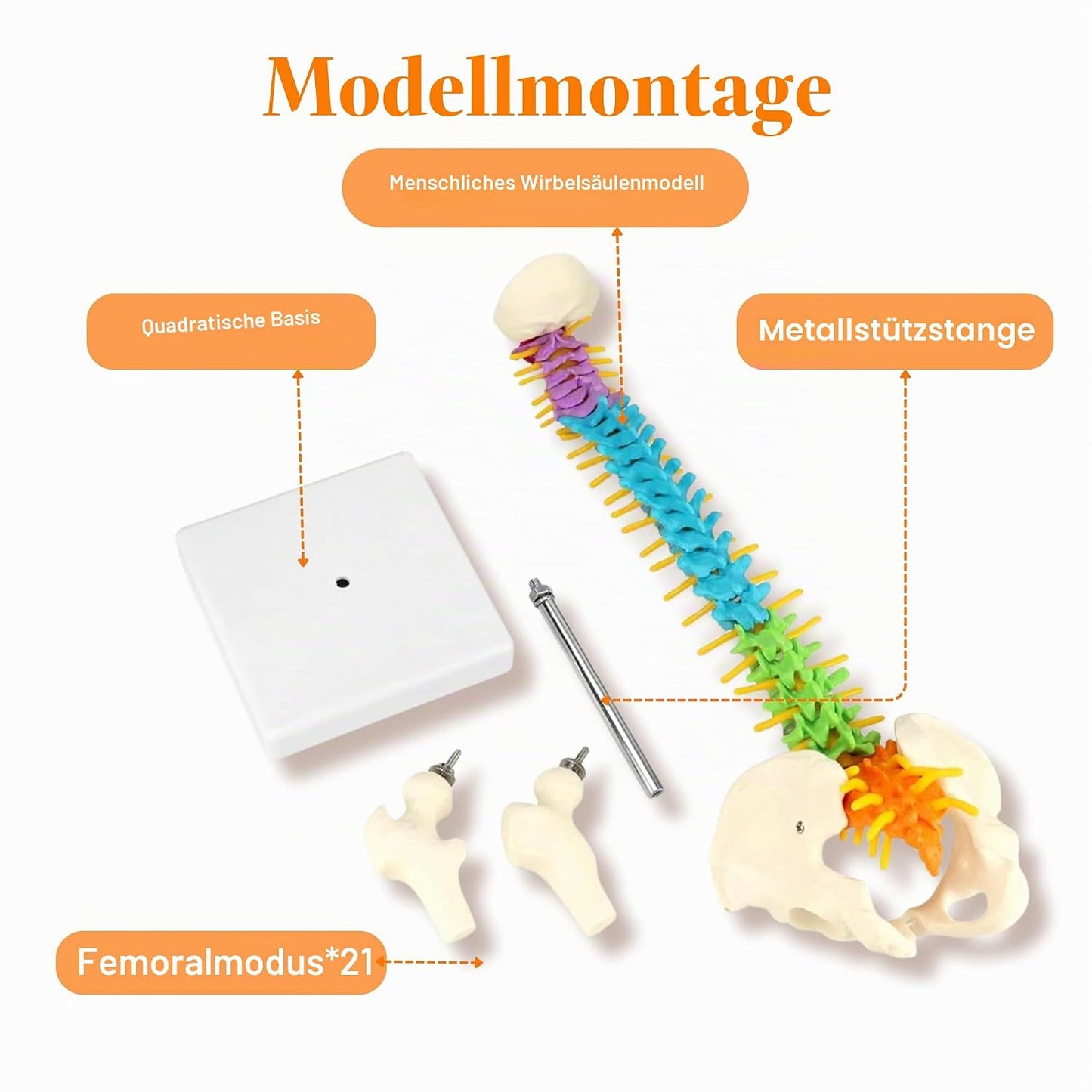Flexibles Wirbelsäulenmodell mit Spinalnerven