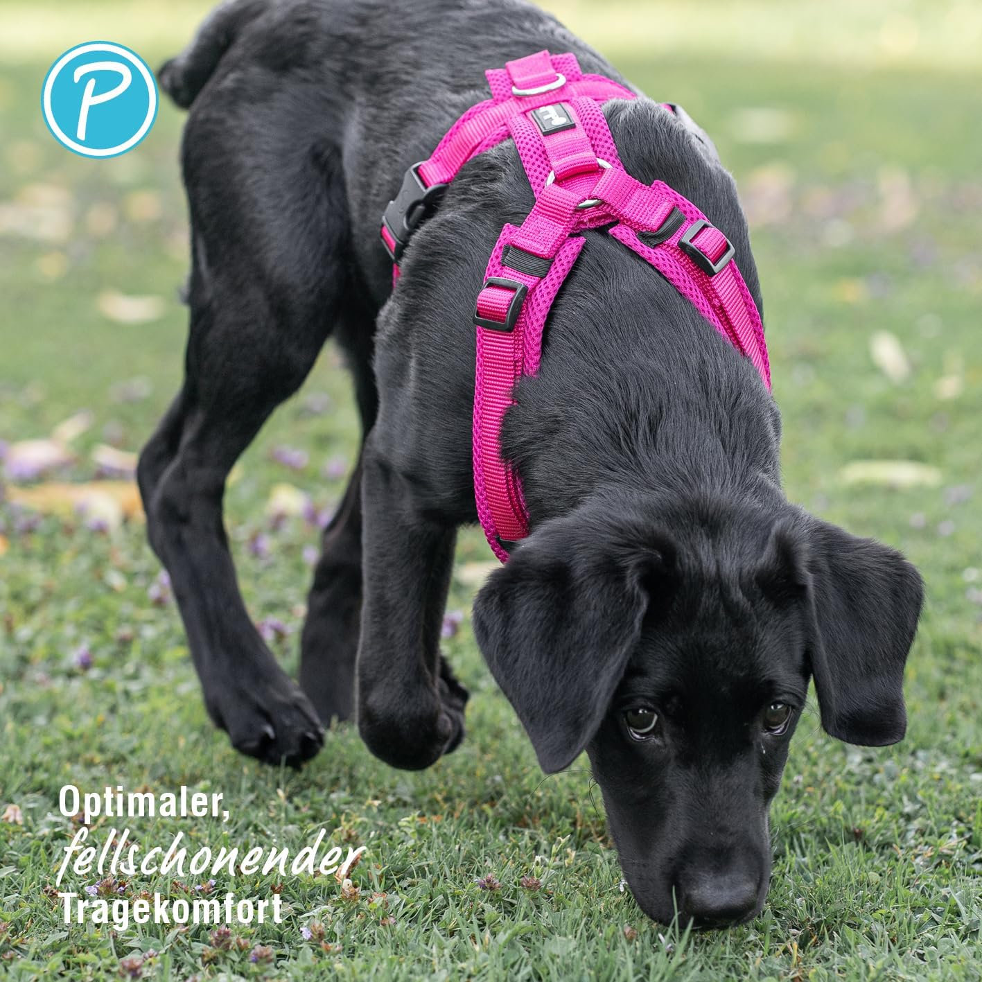 Hundegeschirr, Fuchsia XL