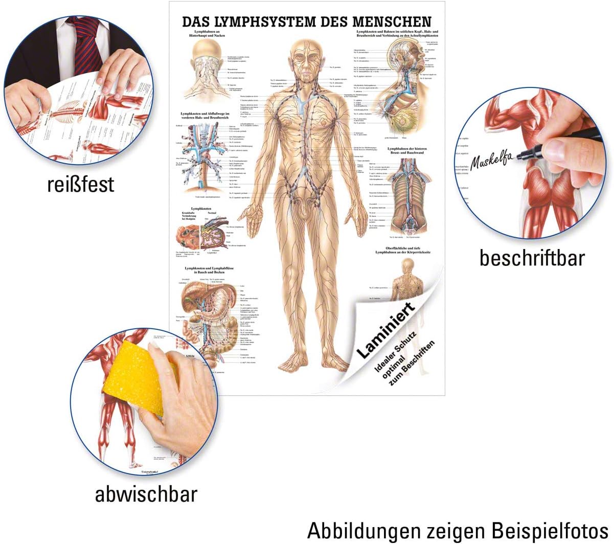 Anatomie-Lehrtafel: Das Lymphsystem, mit Laminierung
