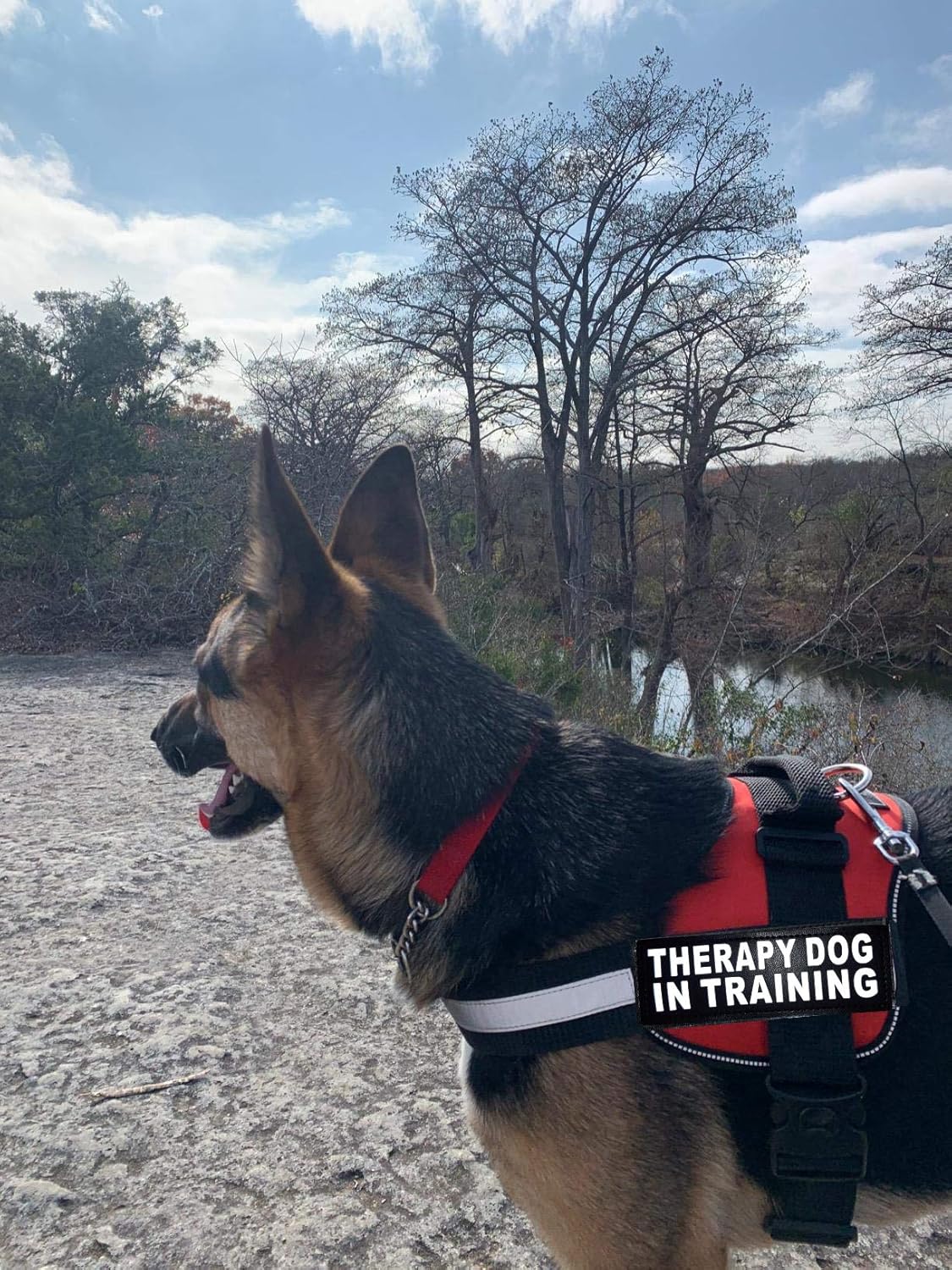 Hundegeschirr für Therapie- und Trainingshunde, Girth 19-25" rot