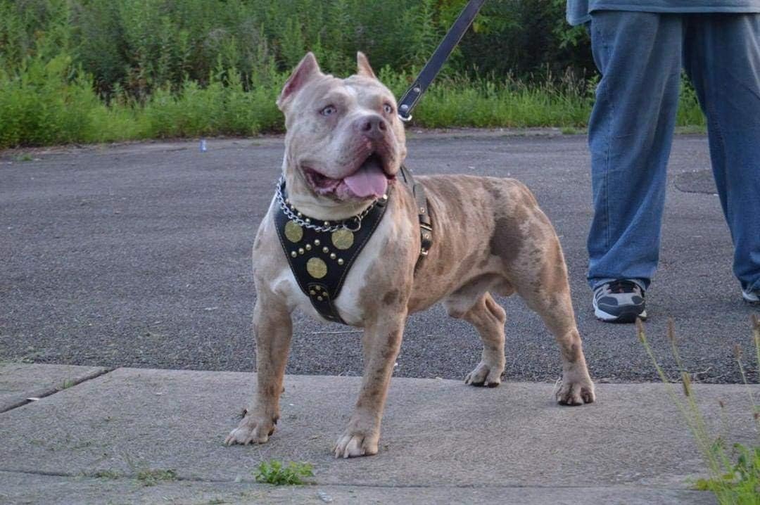 Echtleder Hundegeschirr, XXL- passt auf einen Brustumfang von 95 bis 145 cm