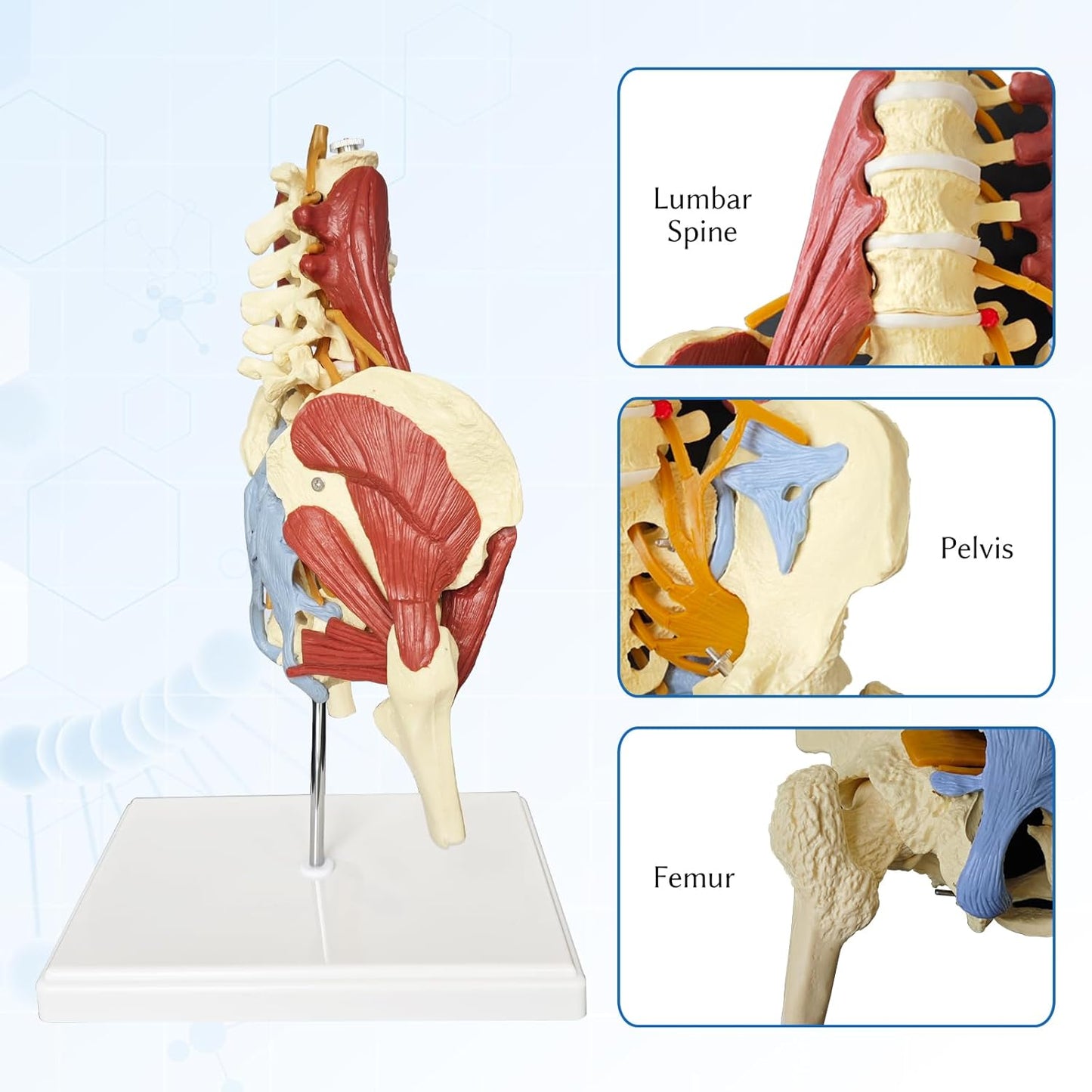 Anatomisches Beckenmodell mit Lendenwirbelsäule, Beckenmodell Mit Lendenwirbelsäule