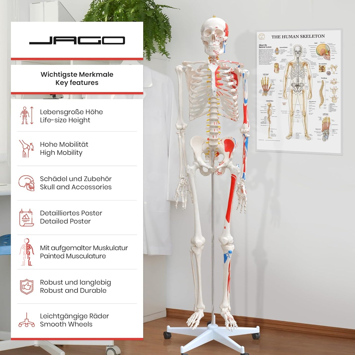 Anatomie Skelett mit Muskelbemalung