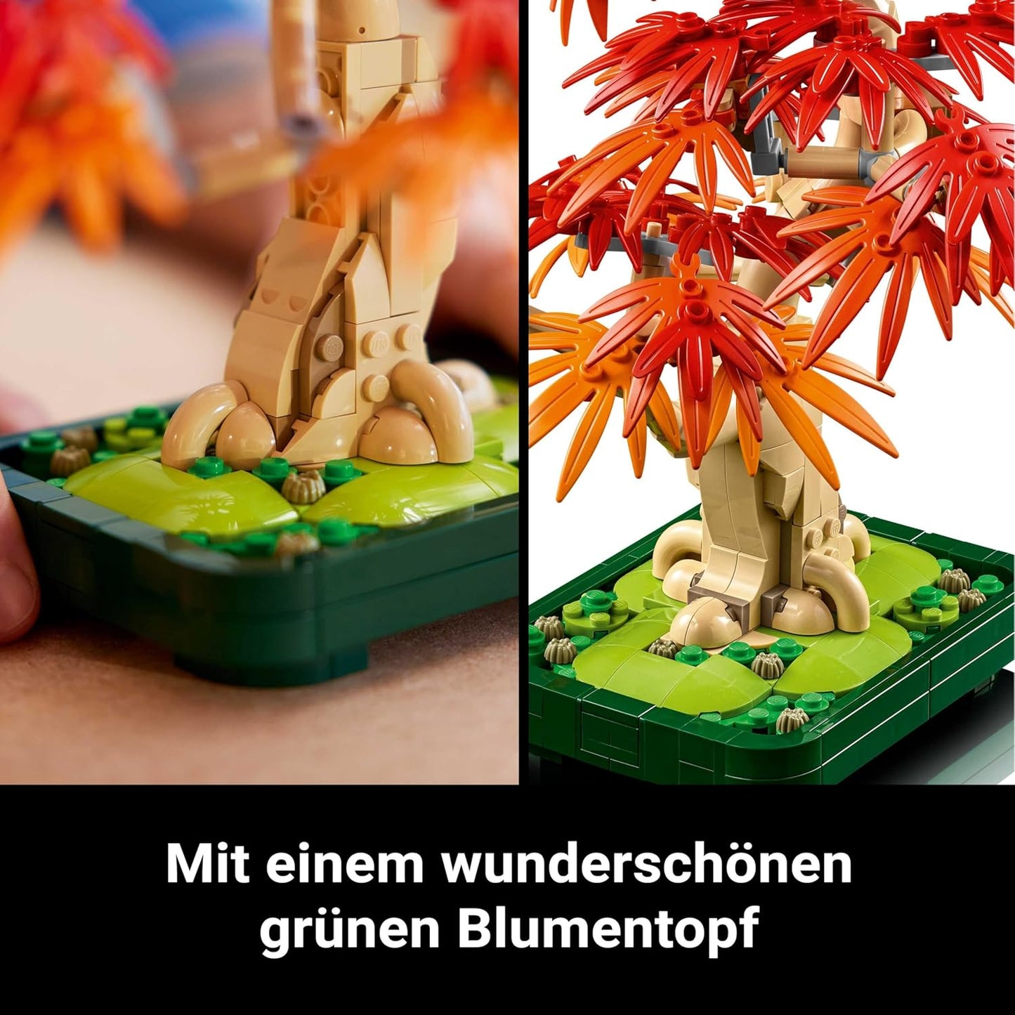 Japanischer Roter Ahorn - Bonsai-Baum