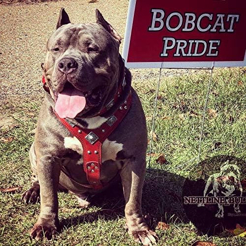 Hundegeschirr, L/XL- Amstaff / Dobermann