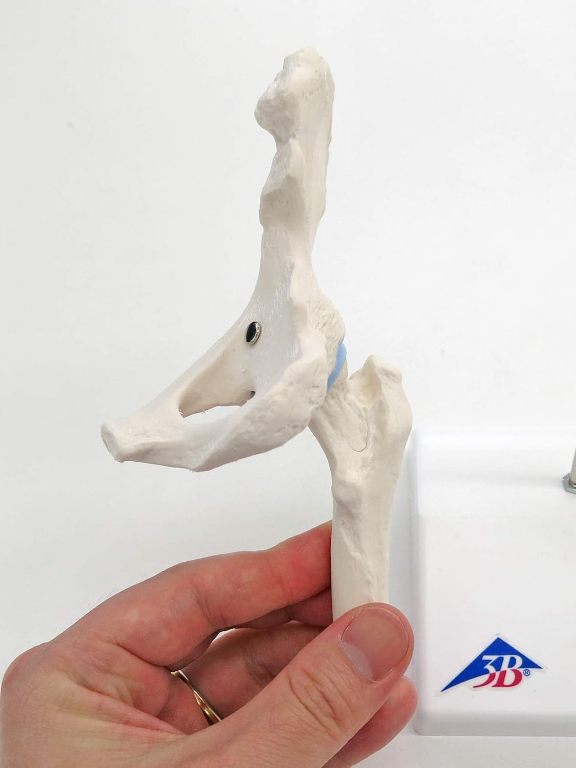 Mini-Hüftgelenk Modell mit Querschnitt, Mini-Hüftgelenk