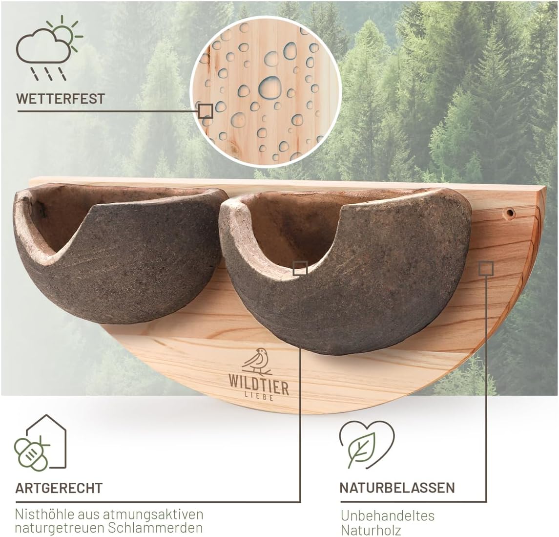 Doppel Mehlschwalbennest, Doppelnest-Mehlschwalben