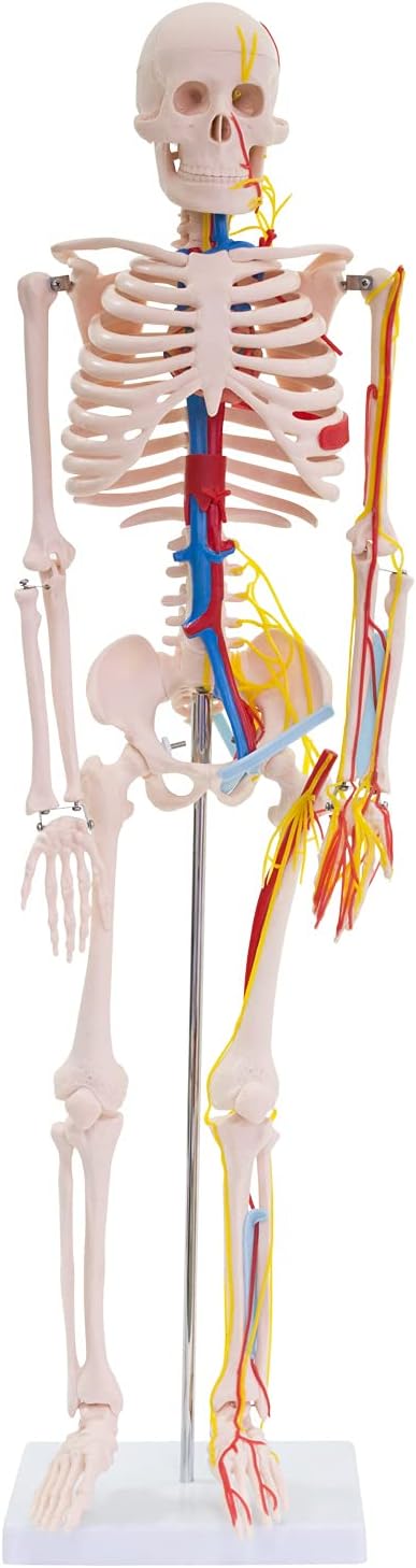 Anatomie Skelettmodell mit Nerven und Arterien