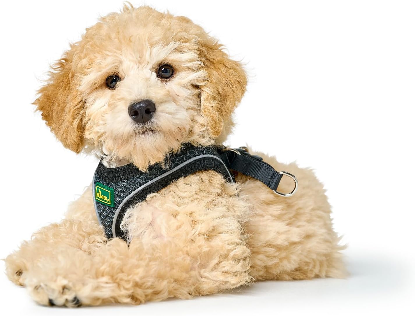 Hundegeschirr Hilo Comfort XS, anthrazit XS