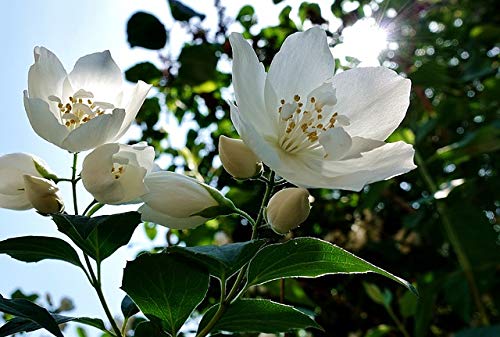 Whirlpool Duftöl Jasmin