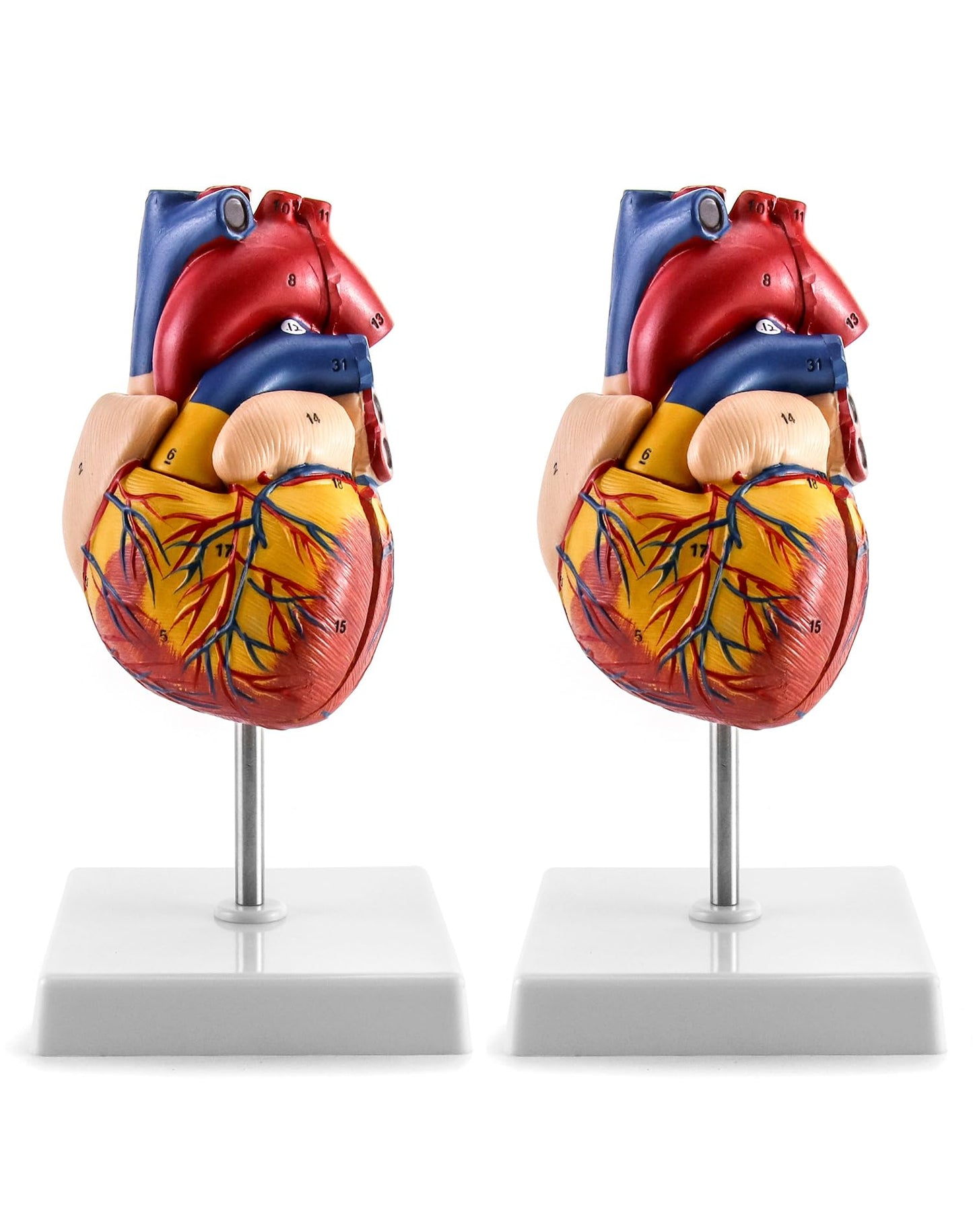 Anatomisches Herzmodell, 2 Stück, lebensgross, 2 Pcs