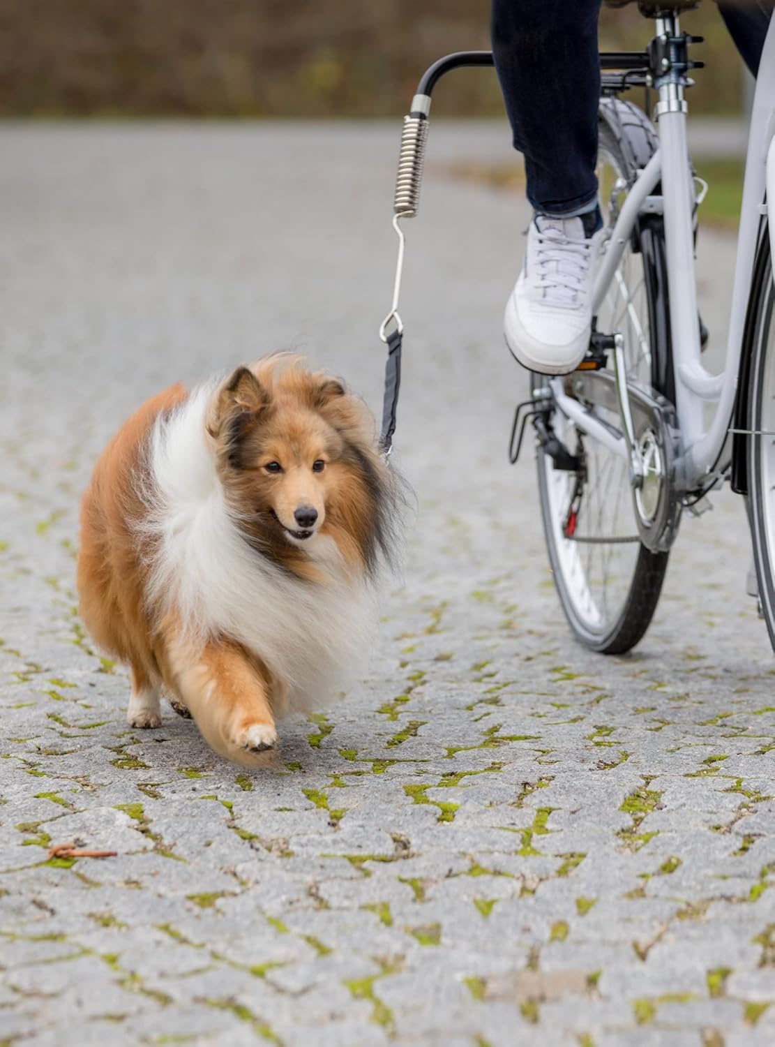 Hunde Biker-Set für Velotouren