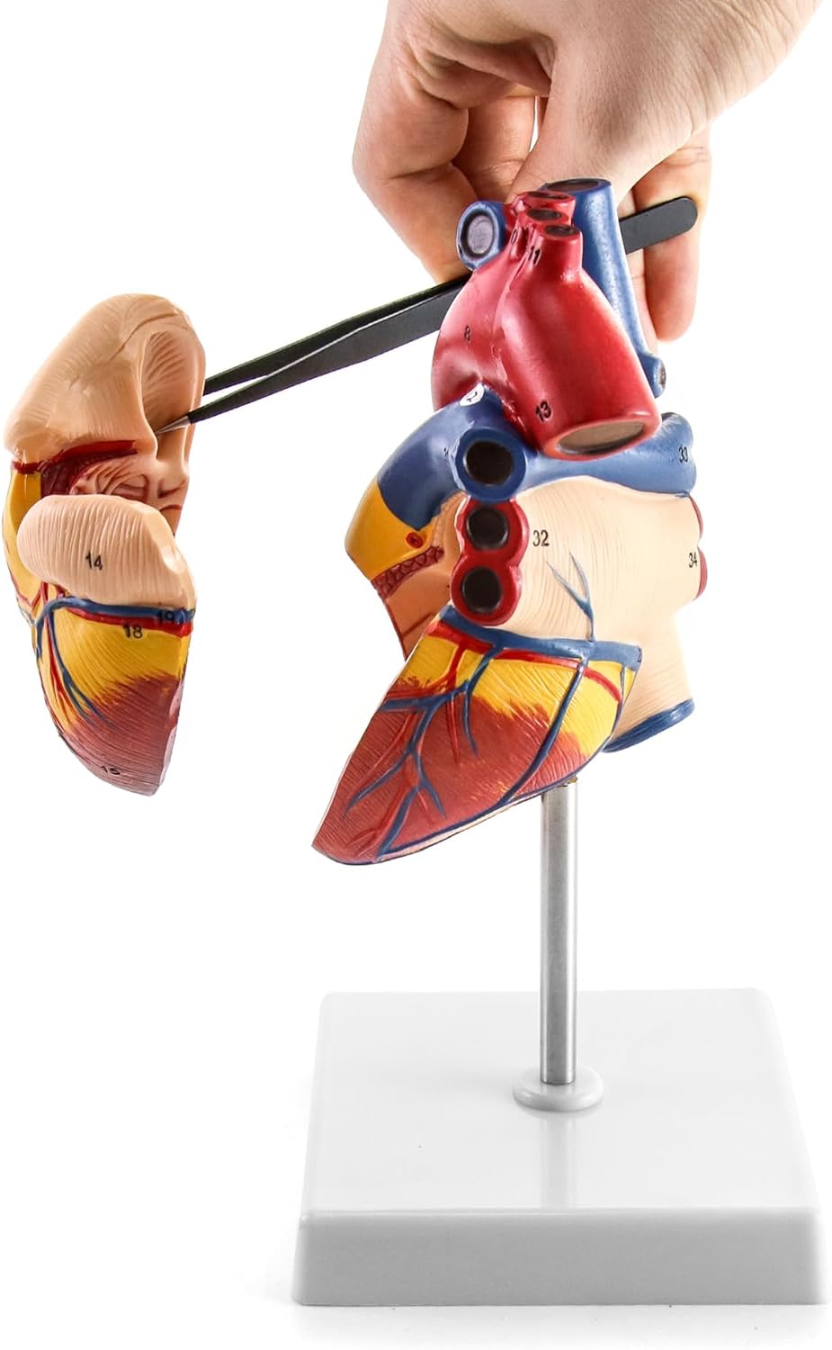 Anatomisches Herzmodell, 2 Stück, lebensgross, 2 Pcs