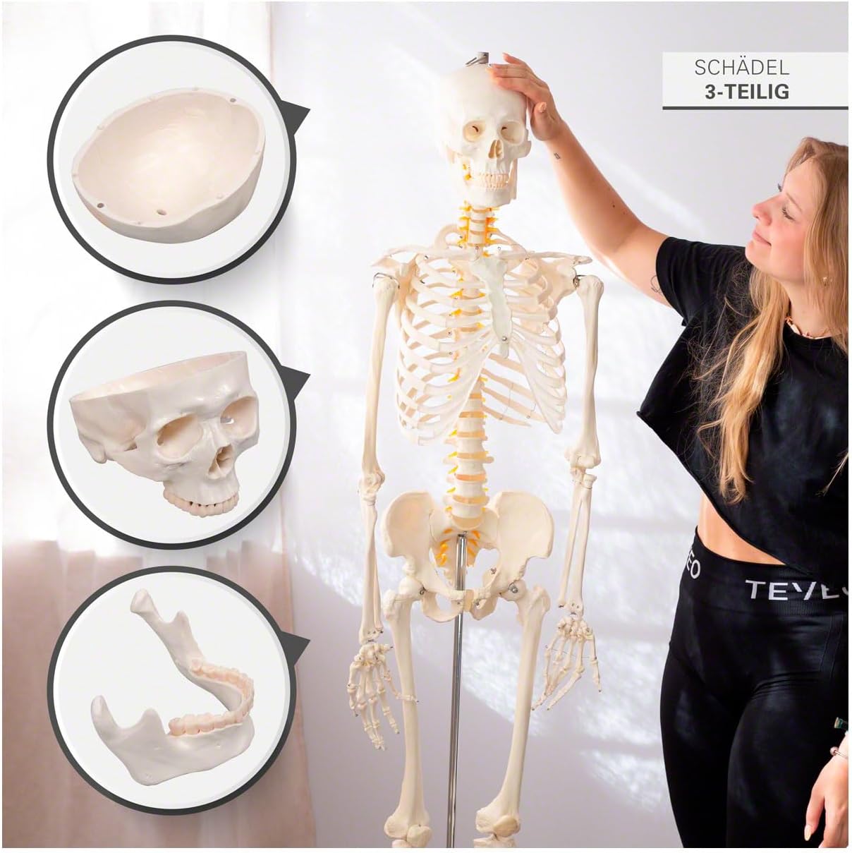 Lebensgrosses menschliches Skelett-Modell für Anatomie-Studien