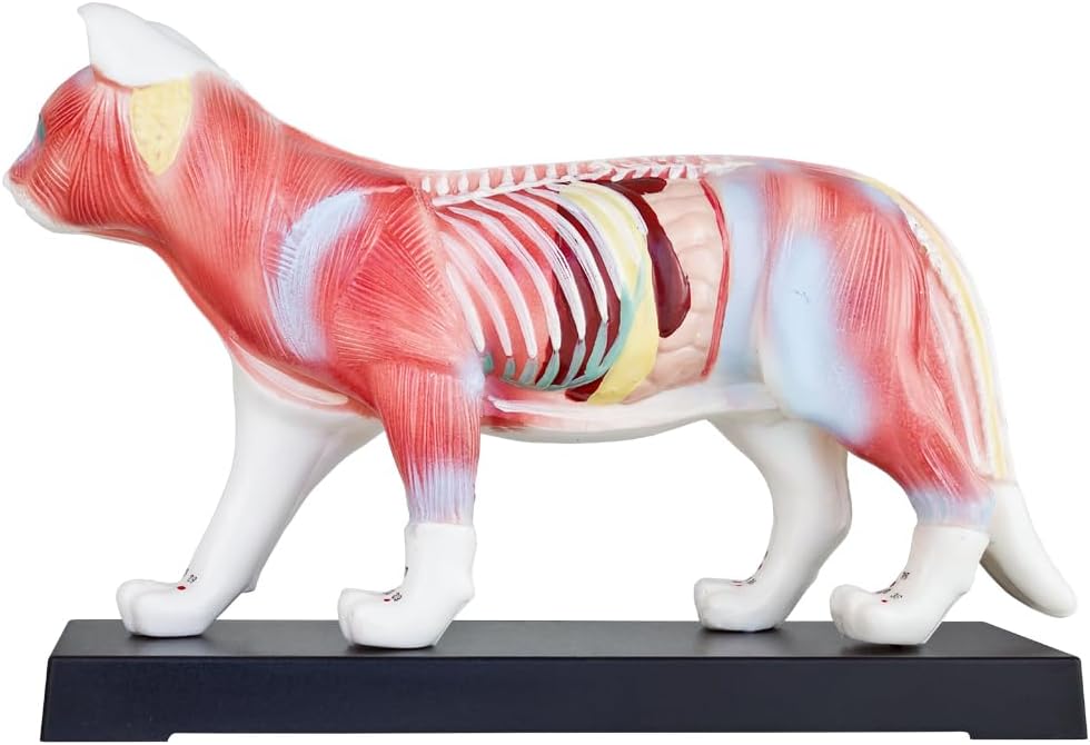 Akupunktur Anatomie Katzenmodell für TCM, Katze