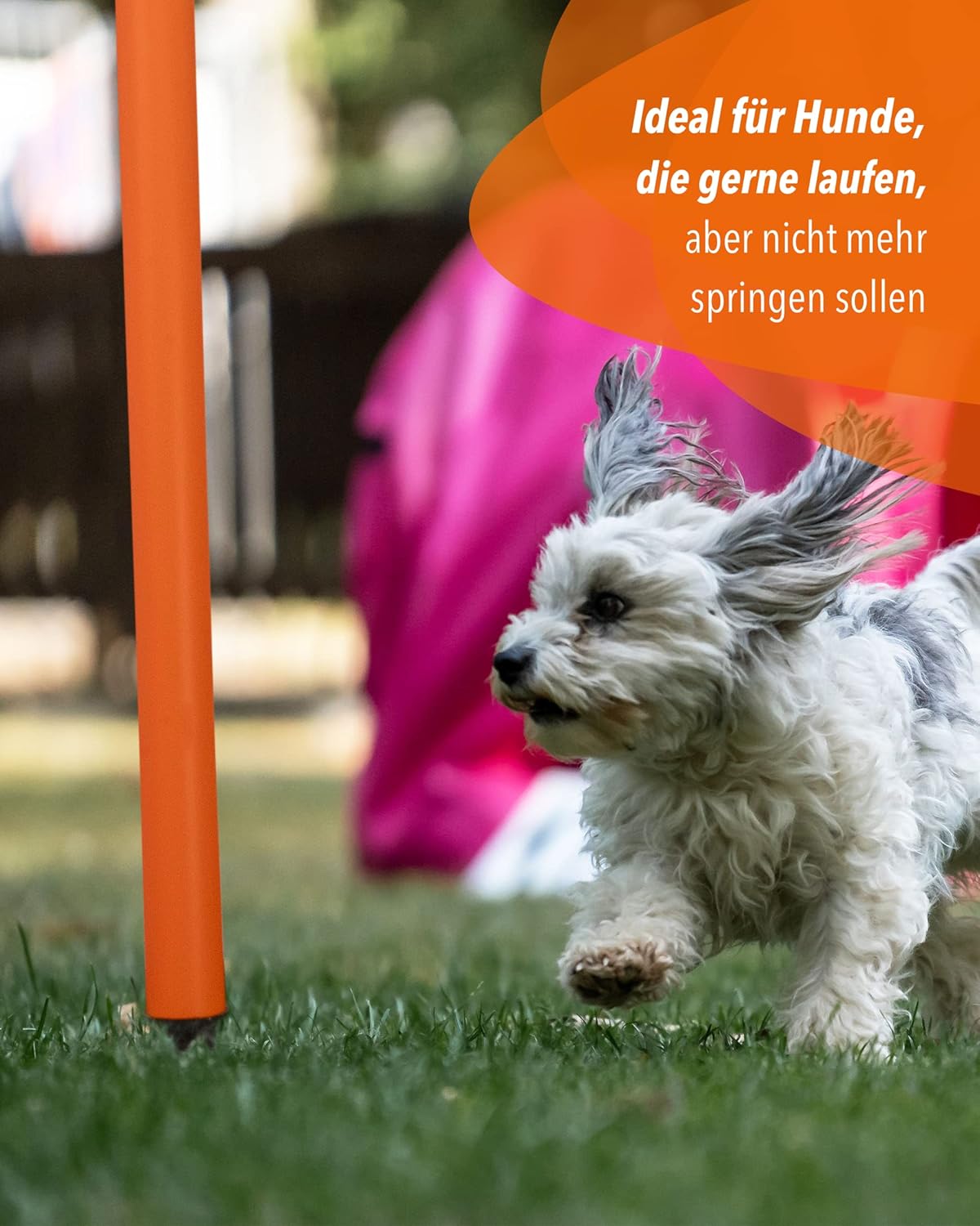Hoopers-Agility Trainingsbogen für Hunde, Blau/Blau