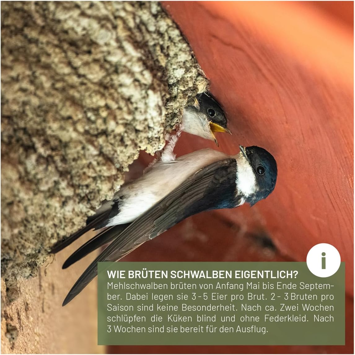 Doppel Mehlschwalbennest, Doppelnest-Mehlschwalben
