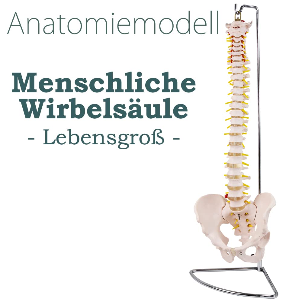 Anatomie Modell Skelett mit Bandscheibenvorfall