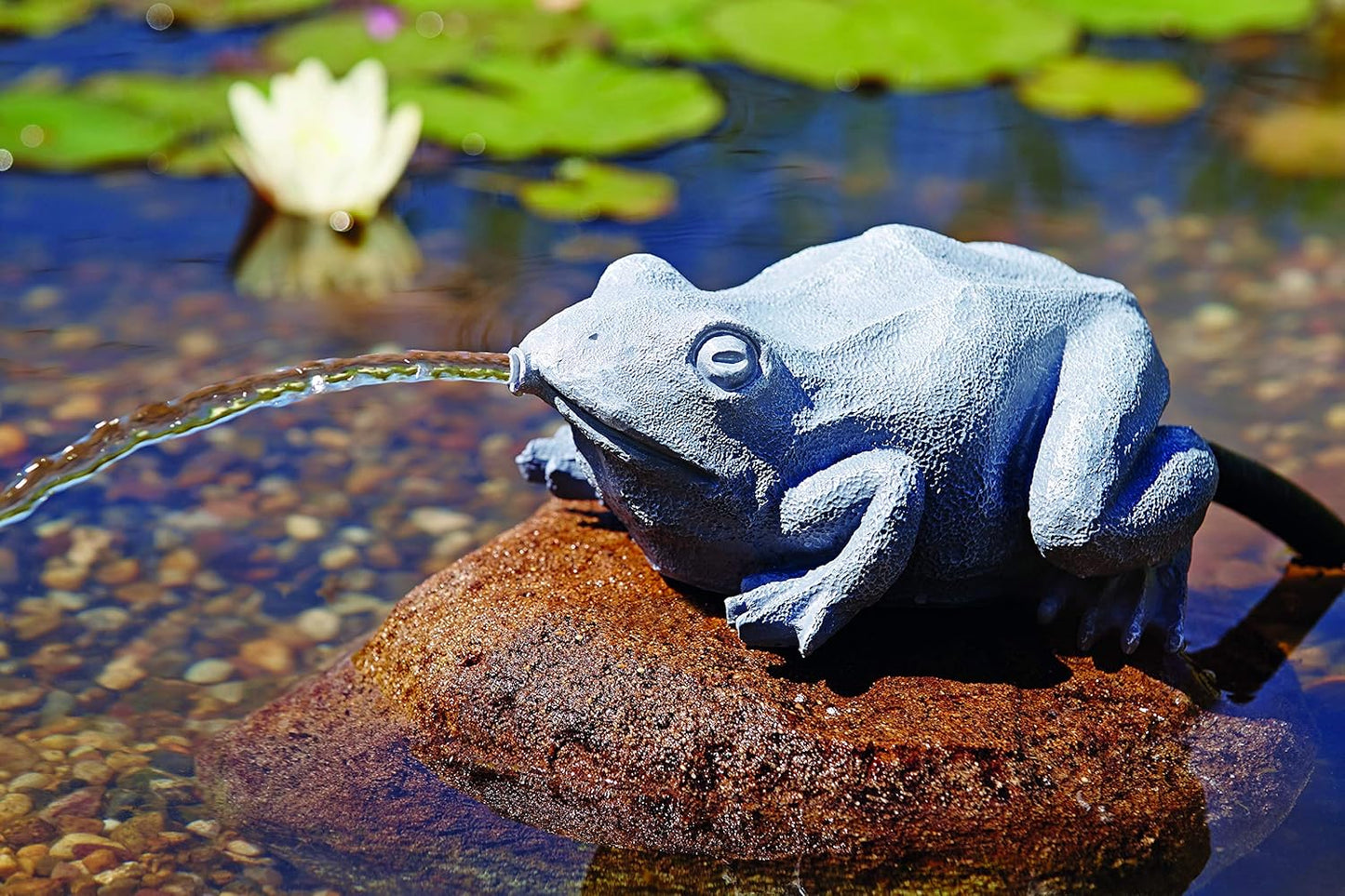 Wasserspeier Frosch