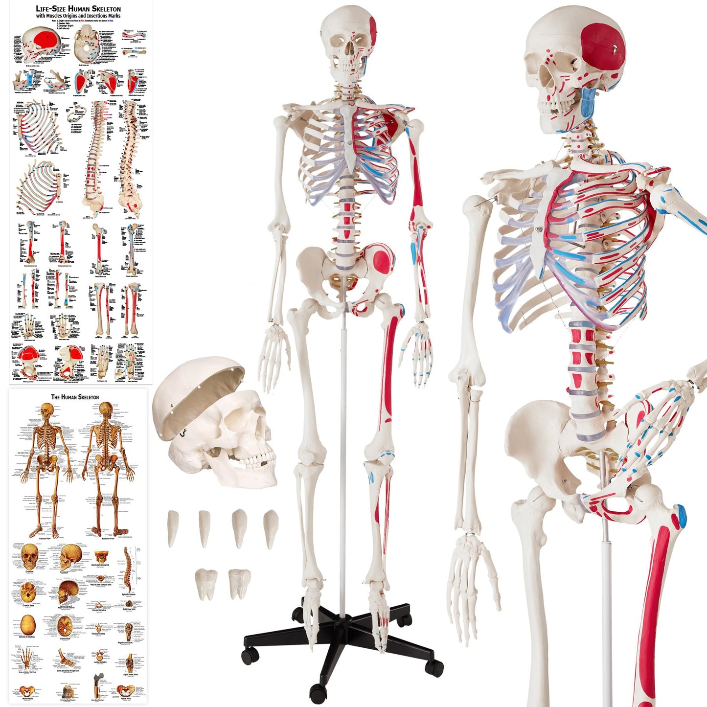Anatomie Skelettmodell mit Muskelbemalung, Nr. 401755, Skelett mit Muskelbemalung | Nr. 401755