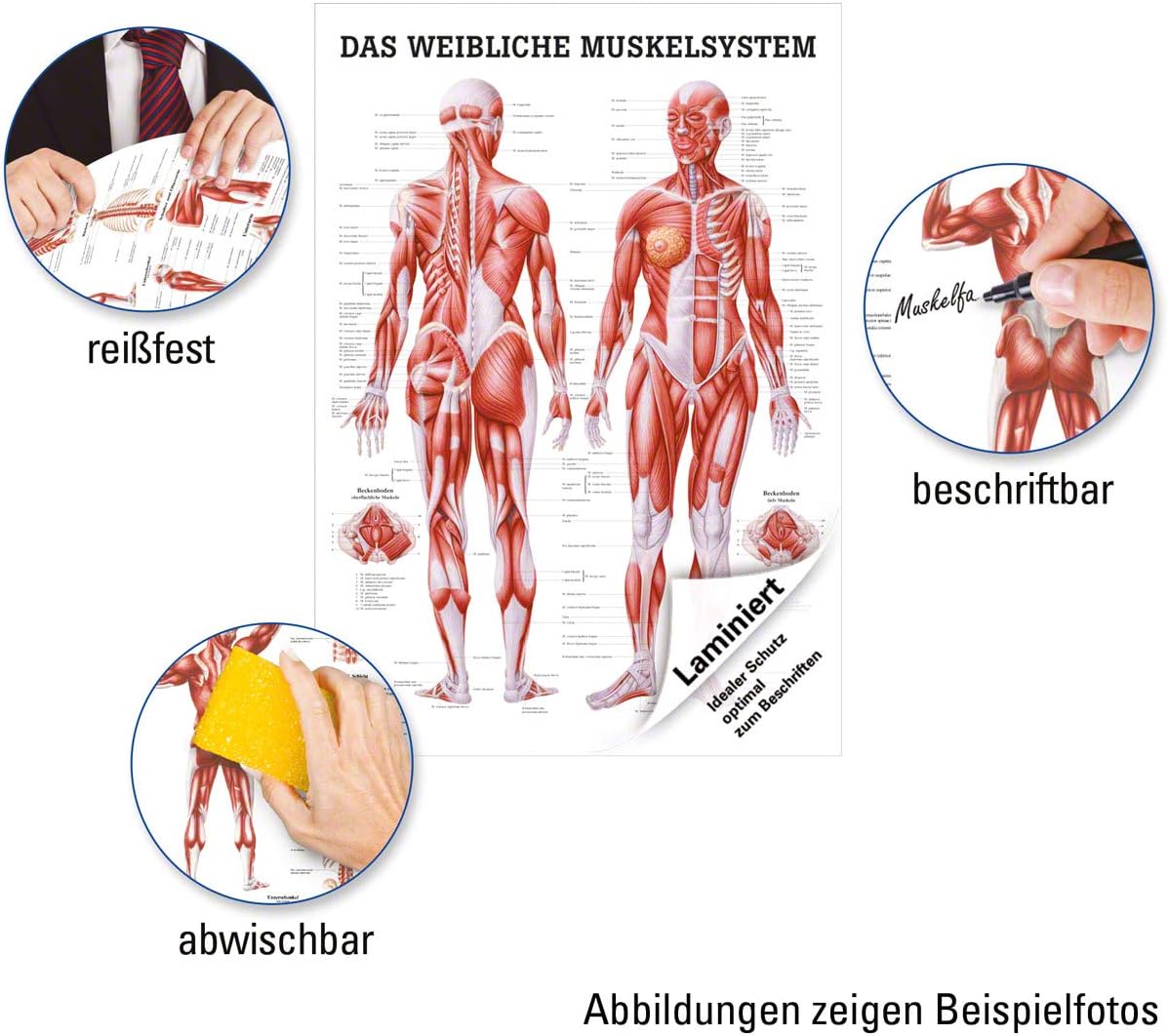 Weibliches Muskelsystem Lehrtafel 100x70 cm, laminiert, mit Laminierung, Single