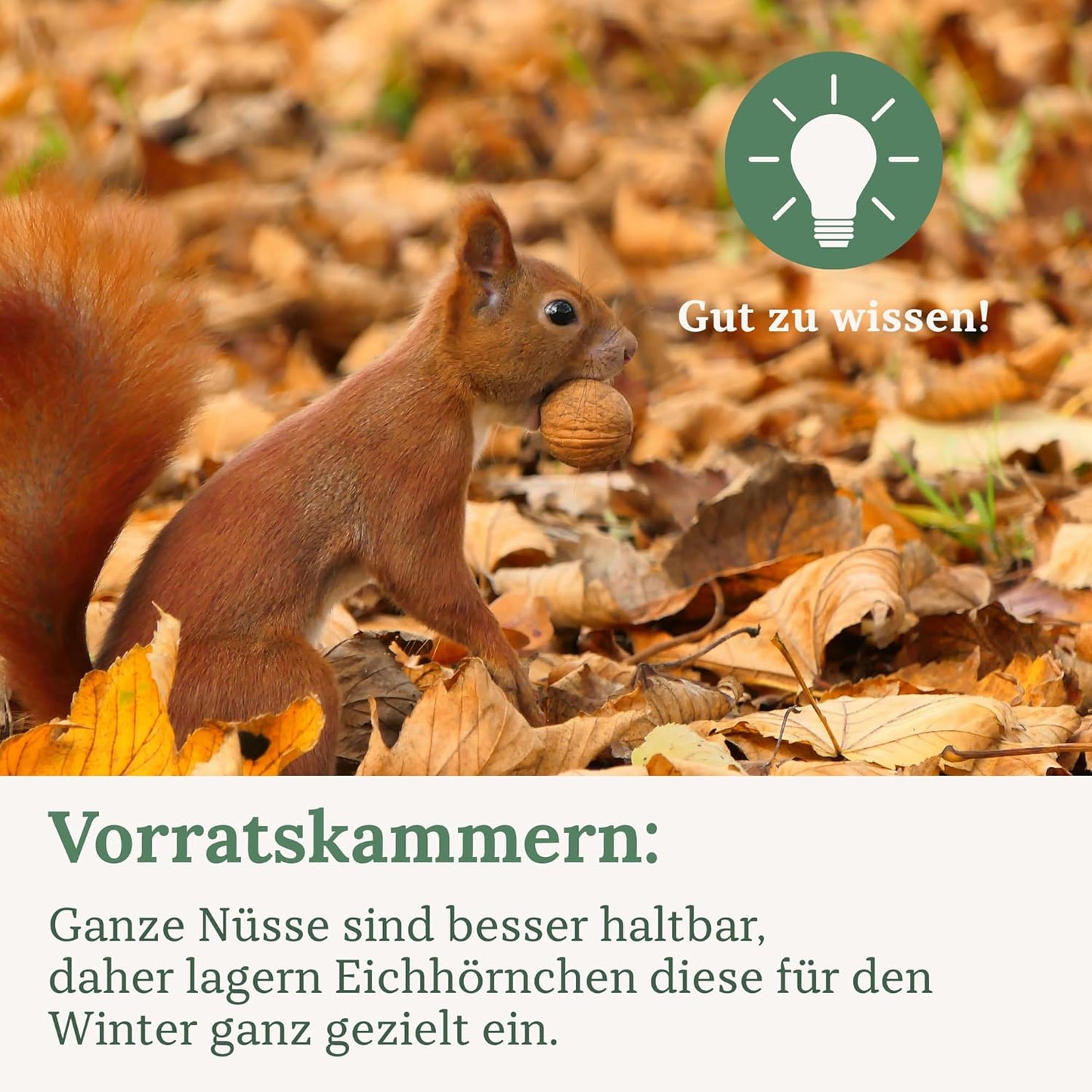 Eichhörnchen Nussmix-Futter, Nussmix