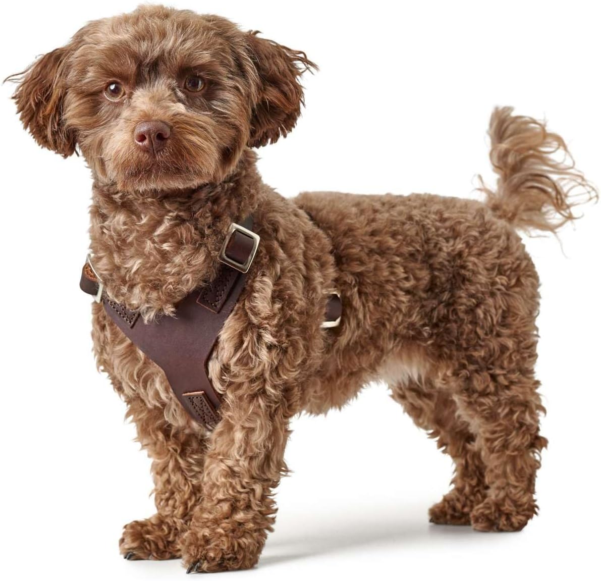 Aalborg Hundegeschirr, dunkelbraun M-L/1