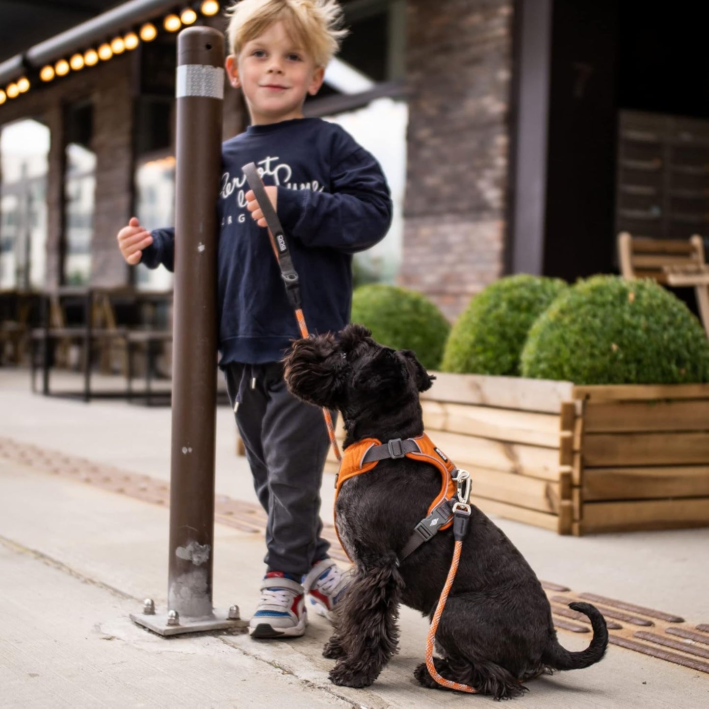 Hundegeschirr V2 Comfort Walk Pro (Grösse L), Orange Sun | Orange (Version 2020) L